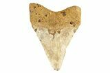 Juvenile Fossil Megalodon Tooth From Angola - Unusual Location #258565-1